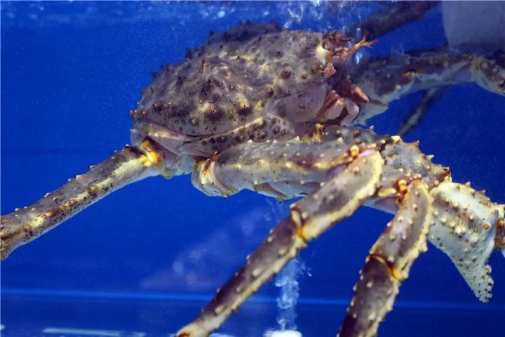 【時(shí)代儒商】膠東碼頭海鮮城淮揚(yáng)菜、魯菜、海鮮超多美味！滿足您的味蕾~~